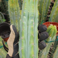 #EC85 EXACT Trichocereus "K-Valle" Bridgesii  Cactus Plant Cutting 10-12"