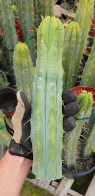 #EC85 EXACT Trichocereus 