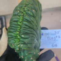 #EC93 EXACT Trichocereus Pachanoi San Pedro Cactus Crested and Monstrose Cuttings