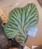 #EC93 EXACT Trichocereus Pachanoi San Pedro Cactus Crested and Monstrose Cuttings