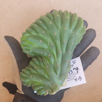 #EC93 EXACT Trichocereus Pachanoi San Pedro Cactus Crested and Monstrose Cuttings