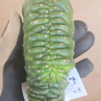 #EC93 EXACT Trichocereus Pachanoi San Pedro Cactus Crested and Monstrose Cuttings