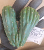 #EC93 EXACT Trichocereus Pachanoi San Pedro Cactus Crested and Monstrose Cuttings