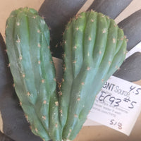 #EC93 EXACT Trichocereus Pachanoi San Pedro Cactus Crested and Monstrose Cuttings