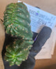 #EC93 EXACT Trichocereus Pachanoi San Pedro Cactus Crested and Monstrose Cuttings