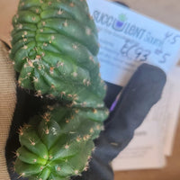 #EC93 EXACT Trichocereus Pachanoi San Pedro Cactus Crested and Monstrose Cuttings