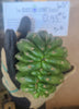 #EC93 EXACT Trichocereus Pachanoi San Pedro Cactus Crested and Monstrose Cuttings