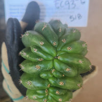 #EC93 EXACT Trichocereus Pachanoi San Pedro Cactus Crested and Monstrose Cuttings