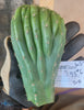 #EC93 EXACT Trichocereus Pachanoi San Pedro Cactus Crested and Monstrose Cuttings