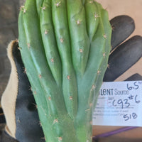 #EC93 EXACT Trichocereus Pachanoi San Pedro Cactus Crested and Monstrose Cuttings