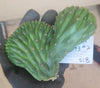 #EC93 EXACT Trichocereus Pachanoi San Pedro Cactus Crested and Monstrose Cuttings