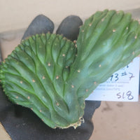 #EC93 EXACT Trichocereus Pachanoi San Pedro Cactus Crested and Monstrose Cuttings