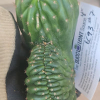 #EC93 EXACT Trichocereus Pachanoi San Pedro Cactus Crested and Monstrose Cuttings