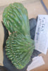 #EC93 EXACT Trichocereus Pachanoi San Pedro Cactus Crested and Monstrose Cuttings