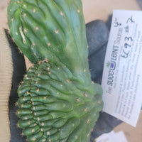 #EC93 EXACT Trichocereus Pachanoi San Pedro Cactus Crested and Monstrose Cuttings