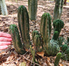 #EC93 EXACT Trichocereus Pachanoi San Pedro Cactus Crested and Monstrose Cuttings