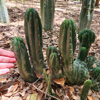 #EC93 EXACT Trichocereus Pachanoi San Pedro Cactus Crested and Monstrose Cuttings