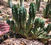 #EC93 EXACT Trichocereus Pachanoi San Pedro Cactus Crested and Monstrose Cuttings