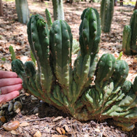 #EC93 EXACT Trichocereus Pachanoi San Pedro Cactus Crested and Monstrose Cuttings