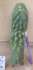 #EC93 EXACT Trichocereus Pachanoi San Pedro Cactus Crested and Monstrose Cuttings