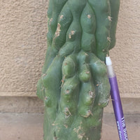 #EC93 EXACT Trichocereus Pachanoi San Pedro Cactus Crested and Monstrose Cuttings