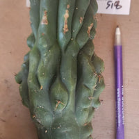 #EC93 EXACT Trichocereus Pachanoi San Pedro Cactus Crested and Monstrose Cuttings