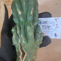 #EC93 EXACT Trichocereus Pachanoi San Pedro Cactus Crested and Monstrose Cuttings