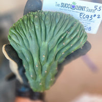 #EC93 EXACT Trichocereus Pachanoi San Pedro Cactus Crested and Monstrose Cuttings