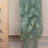 #EC93 EXACT Trichocereus Pachanoi San Pedro Cactus Crested and Monstrose Cuttings