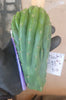 #EC93 EXACT Trichocereus Pachanoi San Pedro Cactus Crested and Monstrose Cuttings