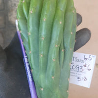 #EC93 EXACT Trichocereus Pachanoi San Pedro Cactus Crested and Monstrose Cuttings