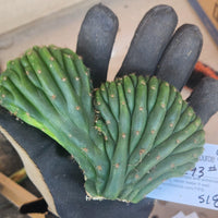 #EC93 EXACT Trichocereus Pachanoi San Pedro Cactus Crested and Monstrose Cuttings