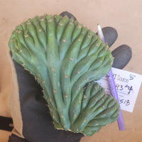 #EC93 EXACT Trichocereus Pachanoi San Pedro Cactus Crested and Monstrose Cuttings