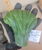 #EC93 EXACT Trichocereus Pachanoi San Pedro Cactus Crested and Monstrose Cuttings