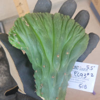 #EC93 EXACT Trichocereus Pachanoi San Pedro Cactus Crested and Monstrose Cuttings