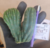 #EC93 EXACT Trichocereus Pachanoi San Pedro Cactus Crested and Monstrose Cuttings