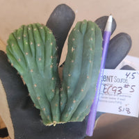 #EC93 EXACT Trichocereus Pachanoi San Pedro Cactus Crested and Monstrose Cuttings