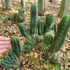 #EC93 EXACT Trichocereus Pachanoi San Pedro Cactus Crested and Monstrose Cuttings