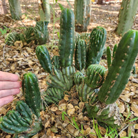 #EC93 EXACT Trichocereus Pachanoi San Pedro Cactus Crested and Monstrose Cuttings