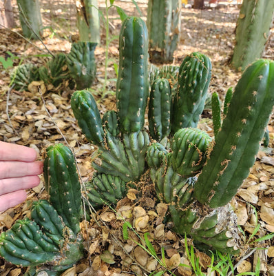 #EC93 EXACT Trichocereus Pachanoi San Pedro Cactus Crested and Monstrose Cuttings