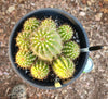 #EC95 EXACT Trichocereus Grandiflorus Hybrid Cactus Plant