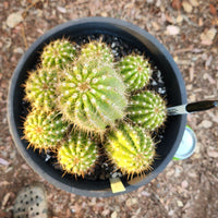 #EC95 EXACT Trichocereus Grandiflorus Hybrid Cactus Plant