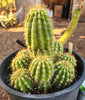 #EC95 EXACT Trichocereus Grandiflorus Hybrid Cactus Plant