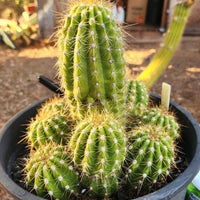 #EC95 EXACT Trichocereus Grandiflorus Hybrid Cactus Plant