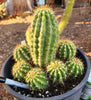 #EC95 EXACT Trichocereus Grandiflorus Hybrid Cactus Plant