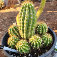 #EC95 EXACT Trichocereus Grandiflorus Hybrid Cactus Plant