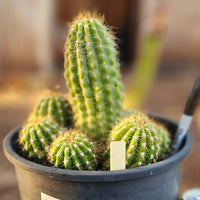 #EC95 EXACT Trichocereus Grandiflorus Hybrid Cactus Plant