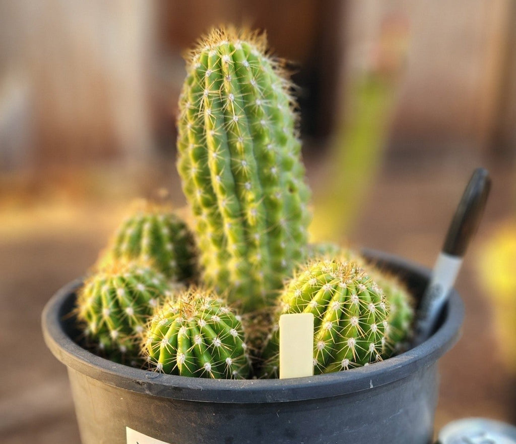 #EC95 EXACT Trichocereus Grandiflorus Hybrid Cactus Plant