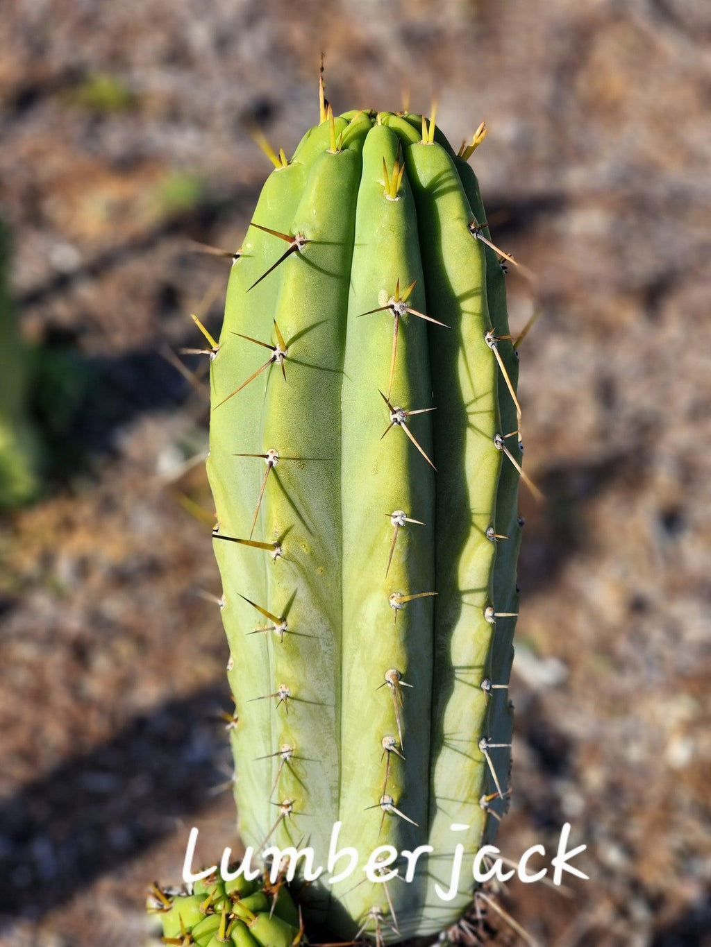 #EC97 EXACT Trichocereus Peruvianus "Lumberjack" Cactus Plant Cuttings