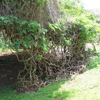 Entada Phaseoloides 1 Big Seed, World's Longest Legume GUGO Liana Vine